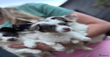 Mixed Breed dogs - Advert 11