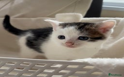 British Shorthair cats for sale: British Shorthair Kittens!  - Image 1