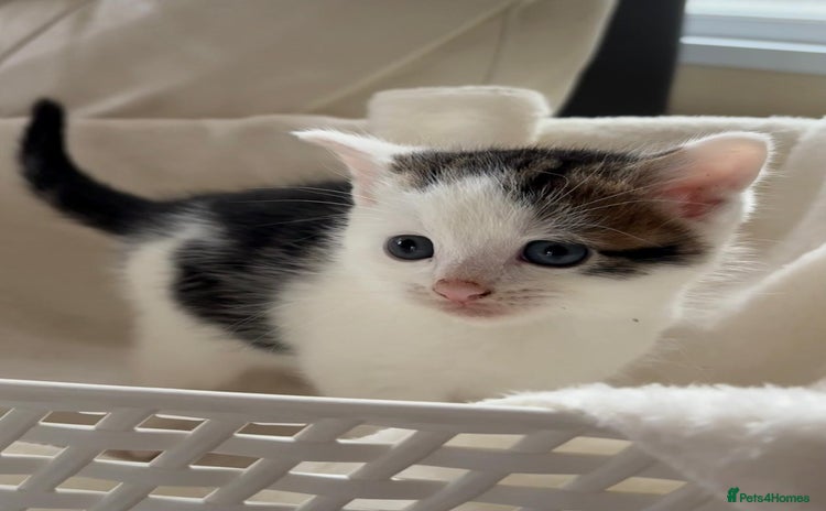 British Shorthair cats - Advert 10