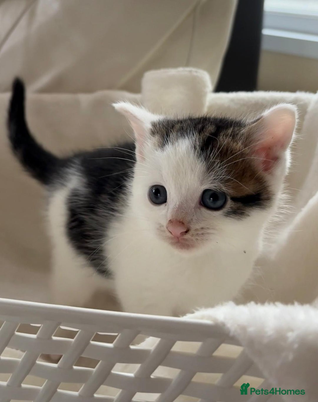 British Shorthair cats for sale: British Shorthair Kittens!  - Image 1