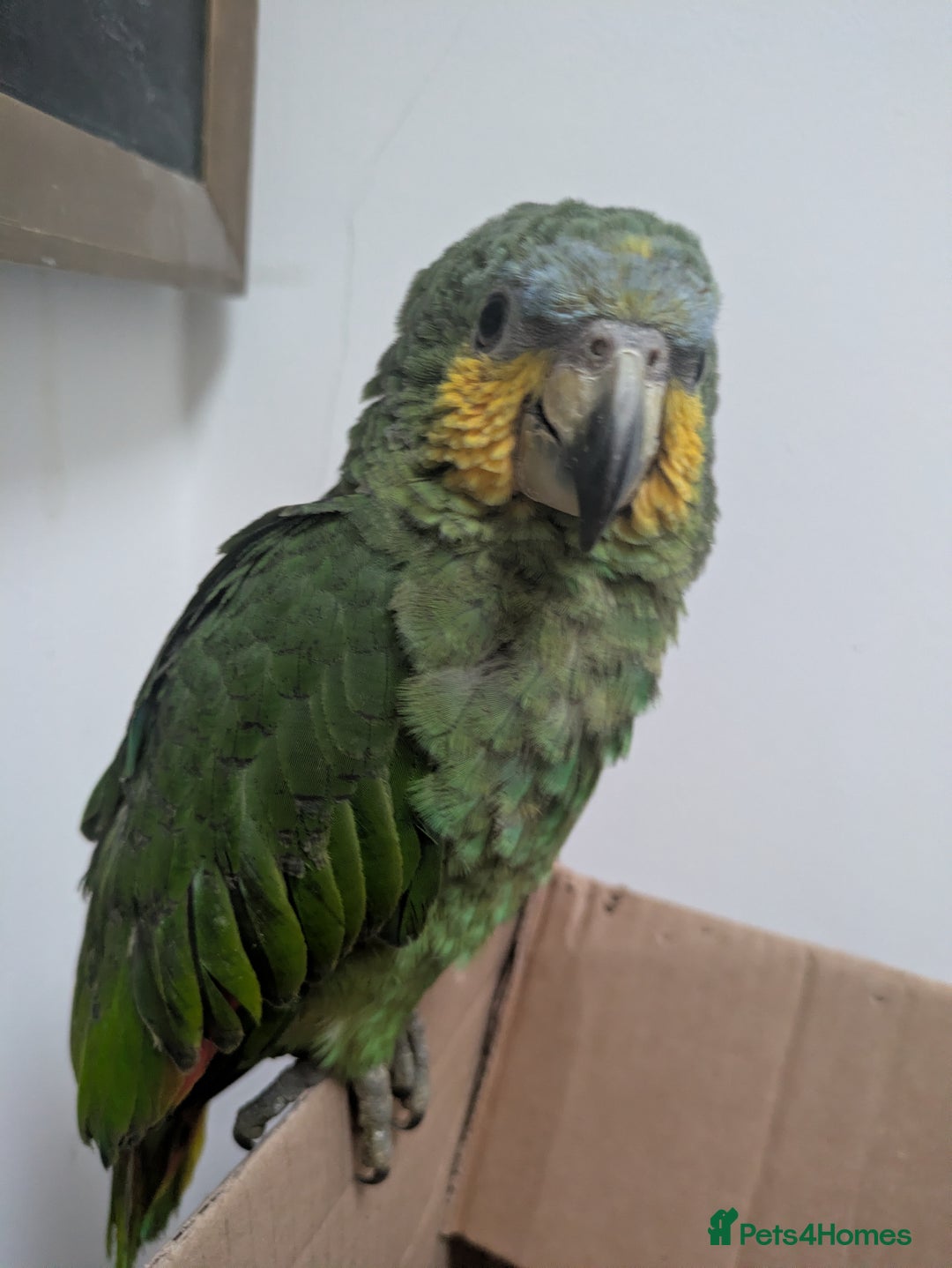 Parrots birds for sale: Orange winged Amazon friendly baby - Advert 1
