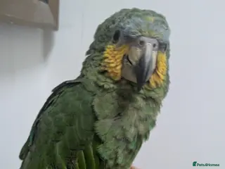 Parrots birds Orange winged Amazon friendly baby DNA tested boy - Advert 20