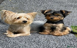 Yorkshire Terrier dogs for sale: Yorkshire terrier  - Image 6