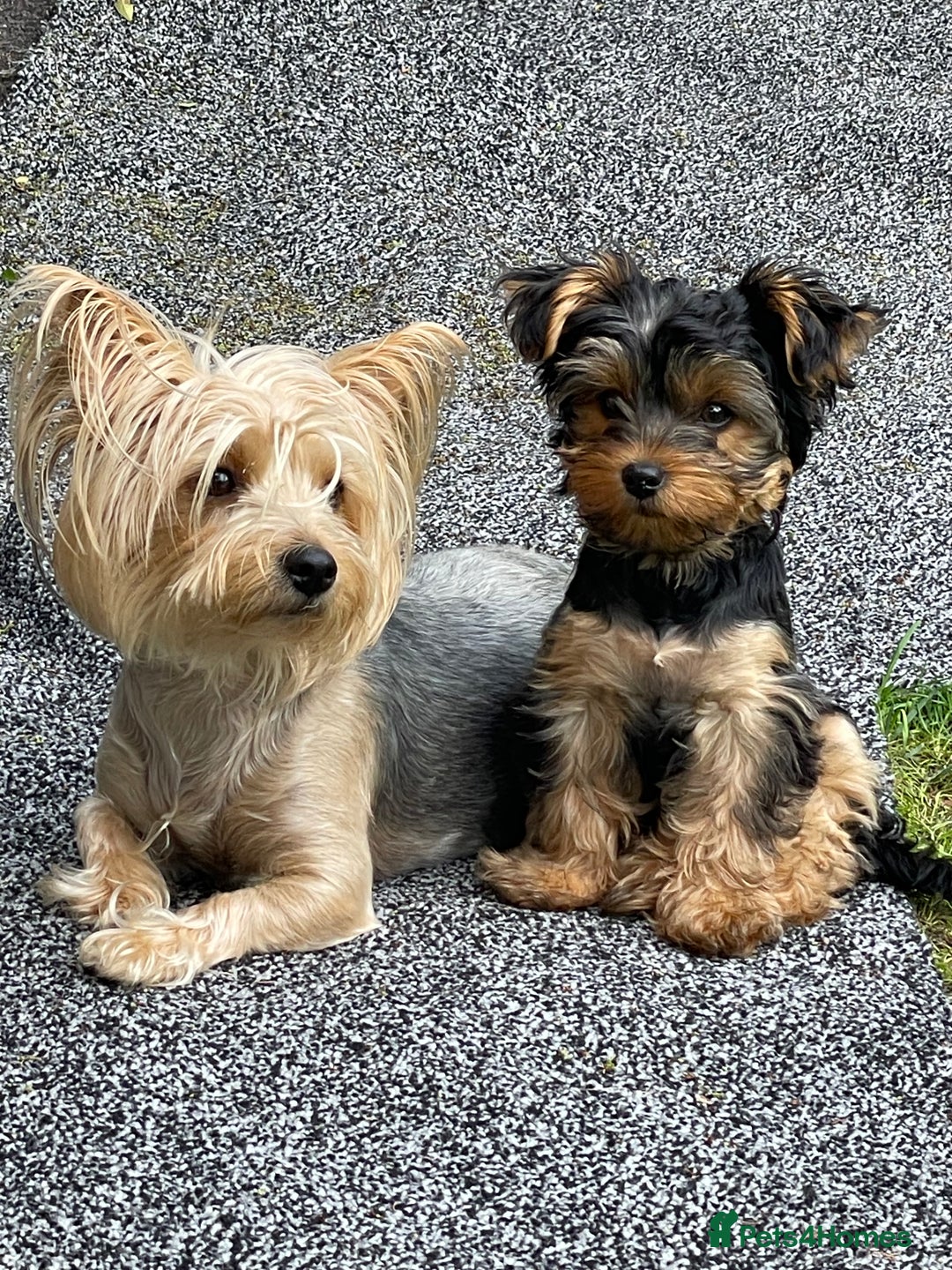 Yorkshire Terrier dogs for sale: Yorkshire terrier  - Image 6