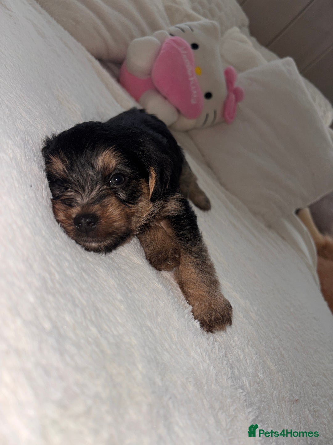 Yorkshire Terrier dogs for sale: Pedigree Yorkshire Terrier - Advert 7