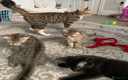 British Shorthair cats for sale: 3 Beautiful kittens looking for a new home  - Image 2