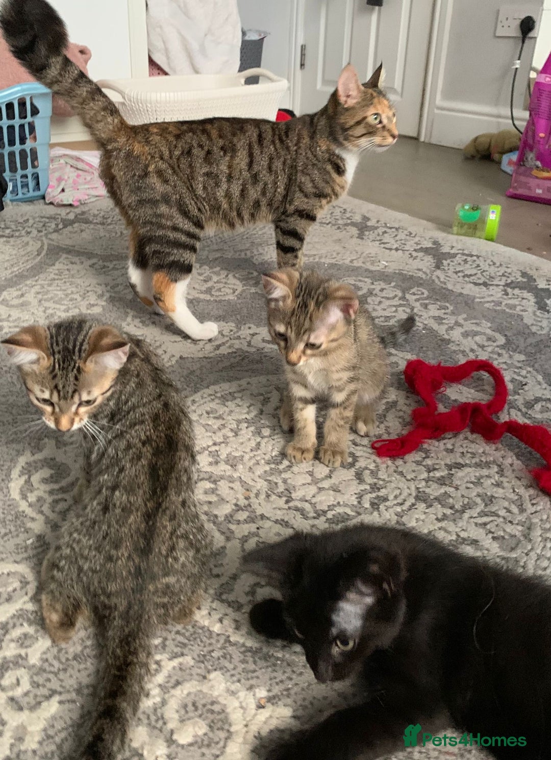 British Shorthair cats for sale: 3 Beautiful kittens looking for a new home  - Image 2