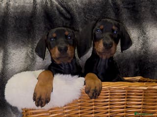 Dobermann dogs KC-HEALTH TESTED READY NOW - Advert 3