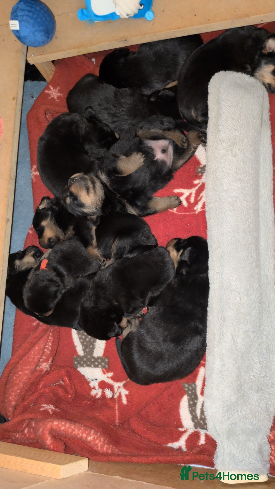 Rottweiler dogs for sale: ⭐ Rottweiler ⭐ - Advert 15