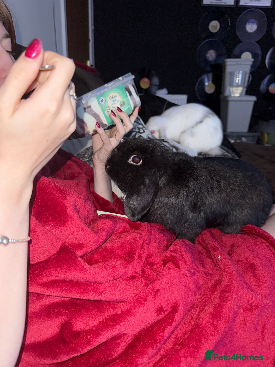 Mini Lop rabbits for sale: 2 mini lops for adoption - Advert 6