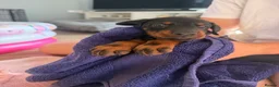 Dobermann dogs for sale: 2 girls left ❤️ Doberman Puppies - Advert 31