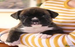 Boxer dogs for sale: KC Boxer Puppies for sale 4 Dogs 2 Bitches - Image 21