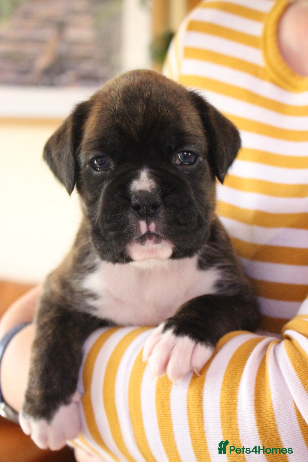 Boxer dogs for sale: KC Boxer Puppies for sale 4 Dogs 2 Bitches - Image 21