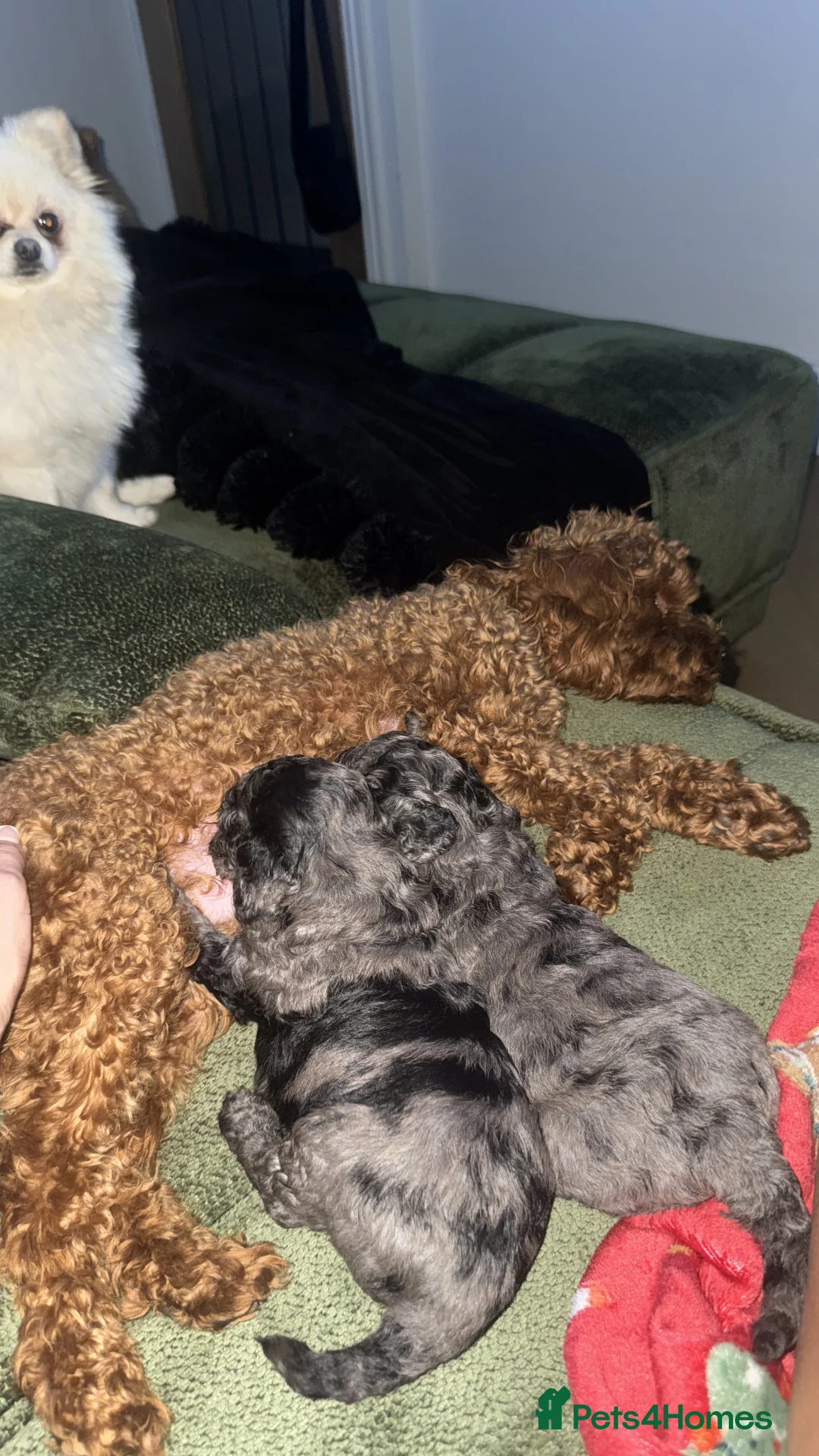 Cavapoochon dogs for sale: MERLE CAVAPOOCHON READY NOW  - Advert 3