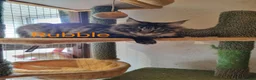 Maine Coon cats for sale: Pedigree Mainecoon kittens Ready now - Advert 3
