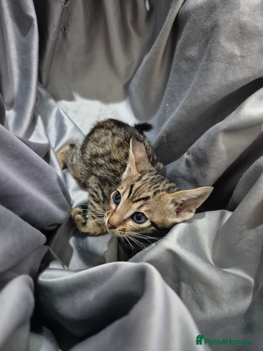 Serengeti cats for sale: Seringetti kittens (Bengal/oriental) - Advert 10