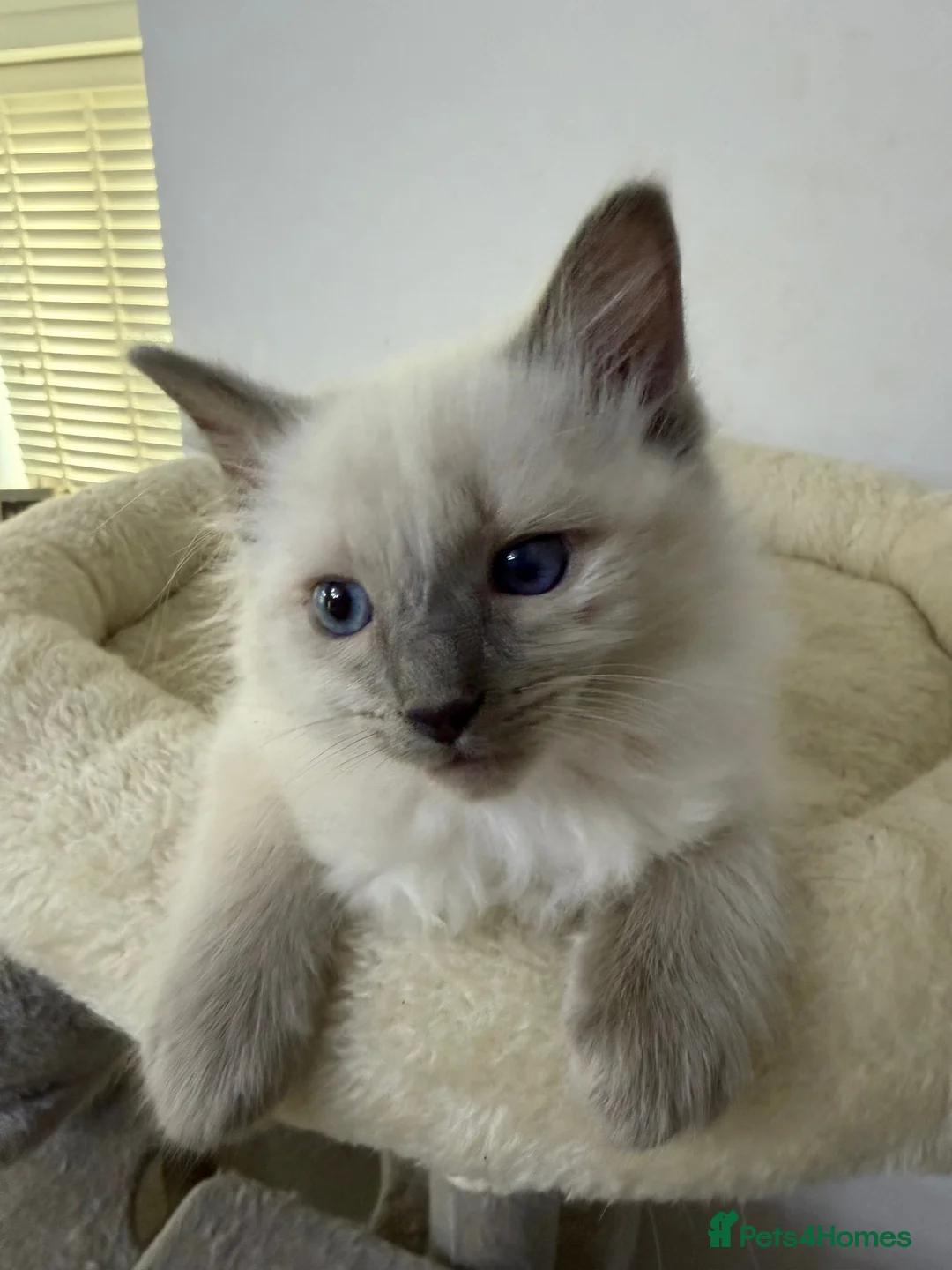 Ragdoll cats for sale: Adorable and friendly Ragdoll Kittens - Advert 31