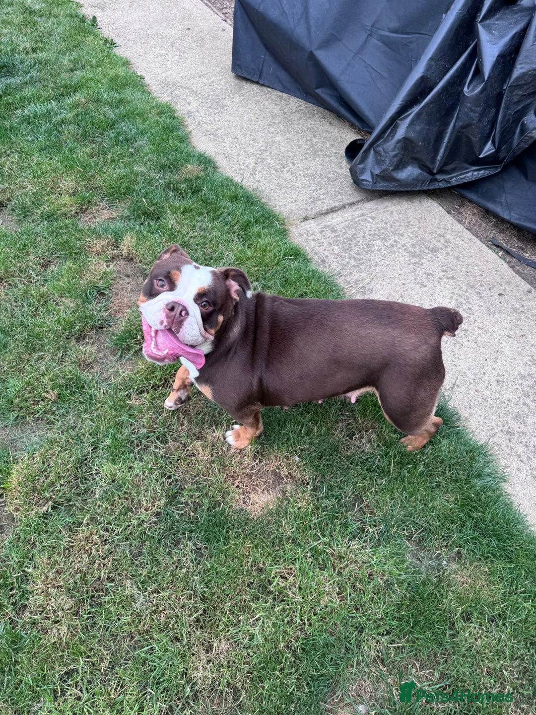 English Bulldog dogs for sale: Old tyme bulldog  - Image 4