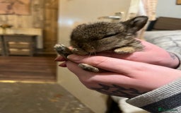 Netherland Dwarf rabbits for sale:  Netherland Dwarf / Minilop - Image 5
