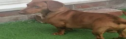 Dachshund dogs for sale: 4 Dachshund Puppies for sale!! - Advert 12