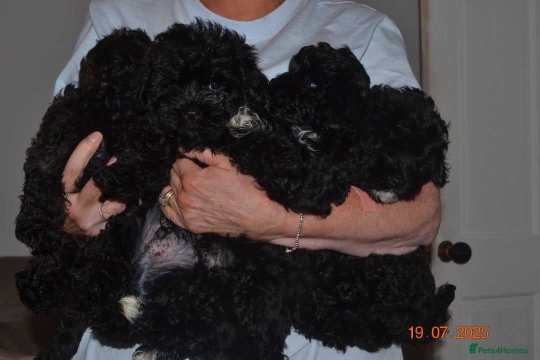 Shihpoo dogs for sale: rare black shipoos - Image 3