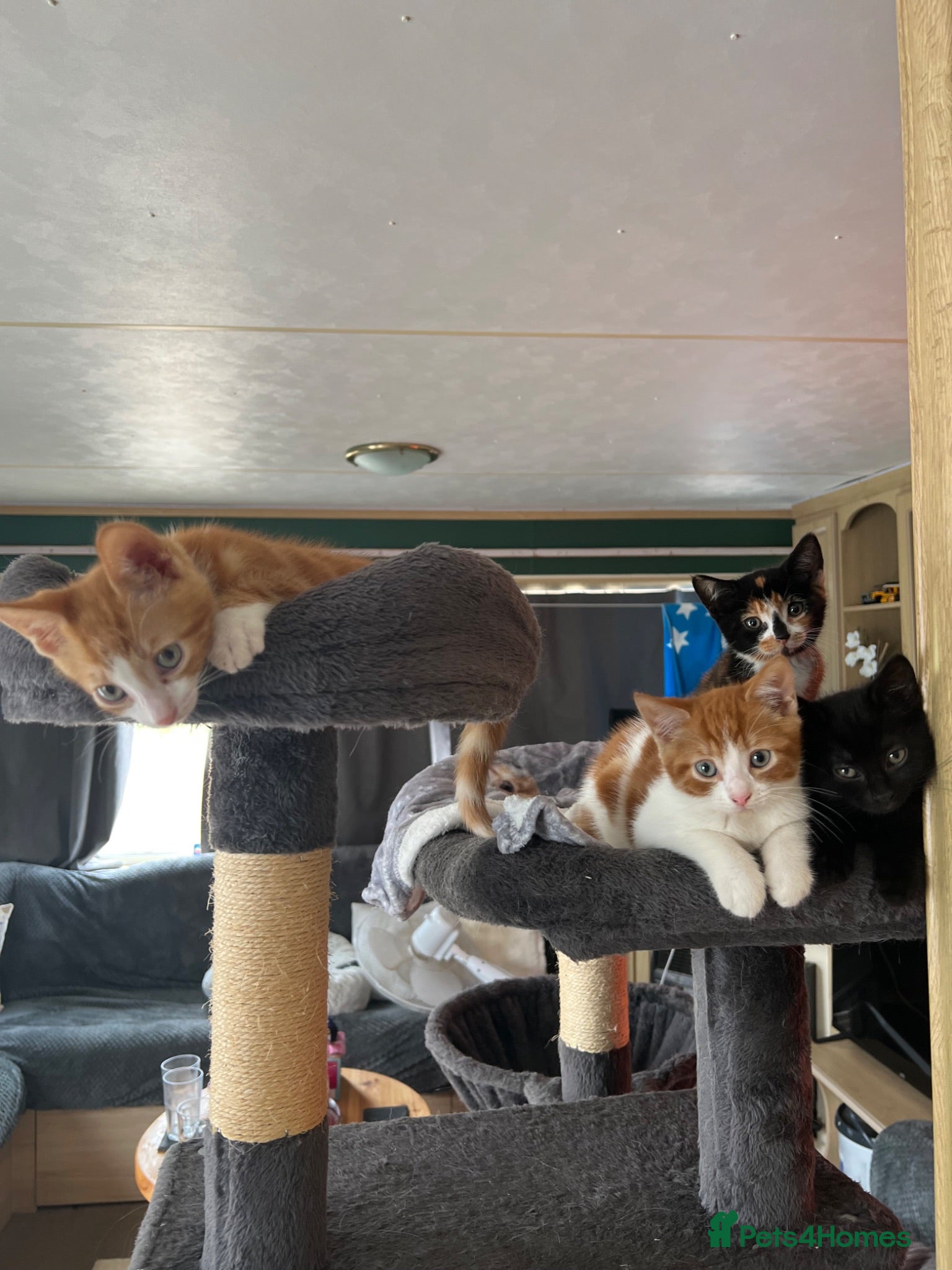 Mixed Breed cats ONLY ONE LEFT!! 11 week old kittens - Advert 8
