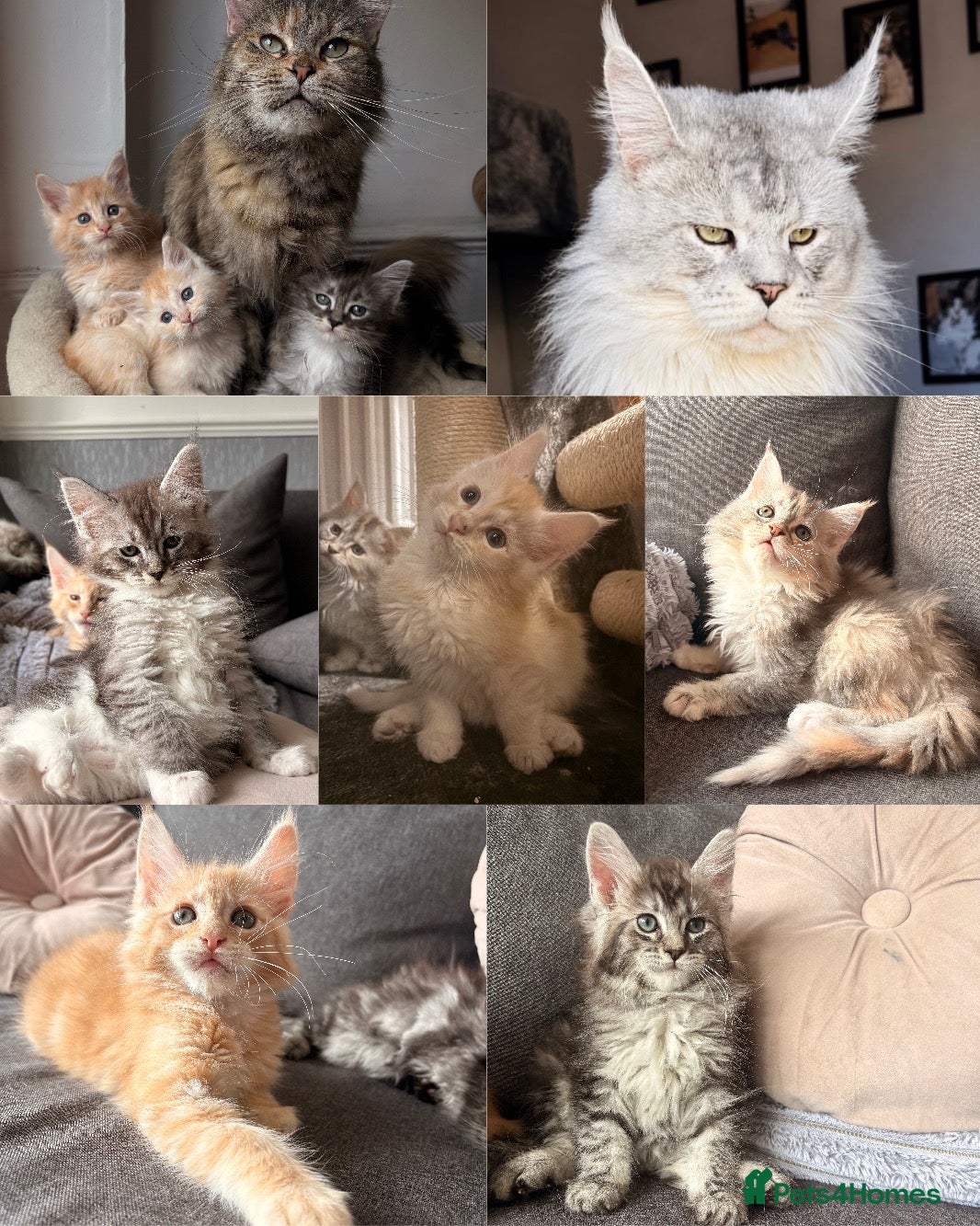 Maine Coon cats Sweet teddy bears. 🧸 🐈‍⬛ - Advert 1