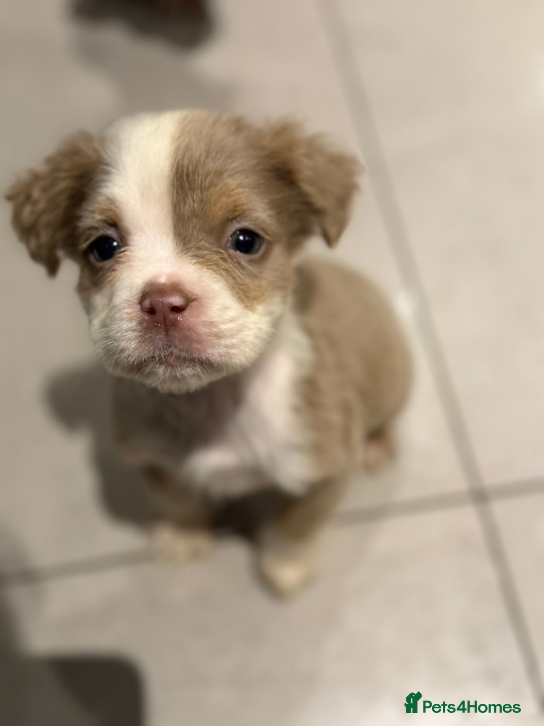 Old Tyme Bulldog dogs for sale: Olde English Fluffy bulldog puppies - Advert 20