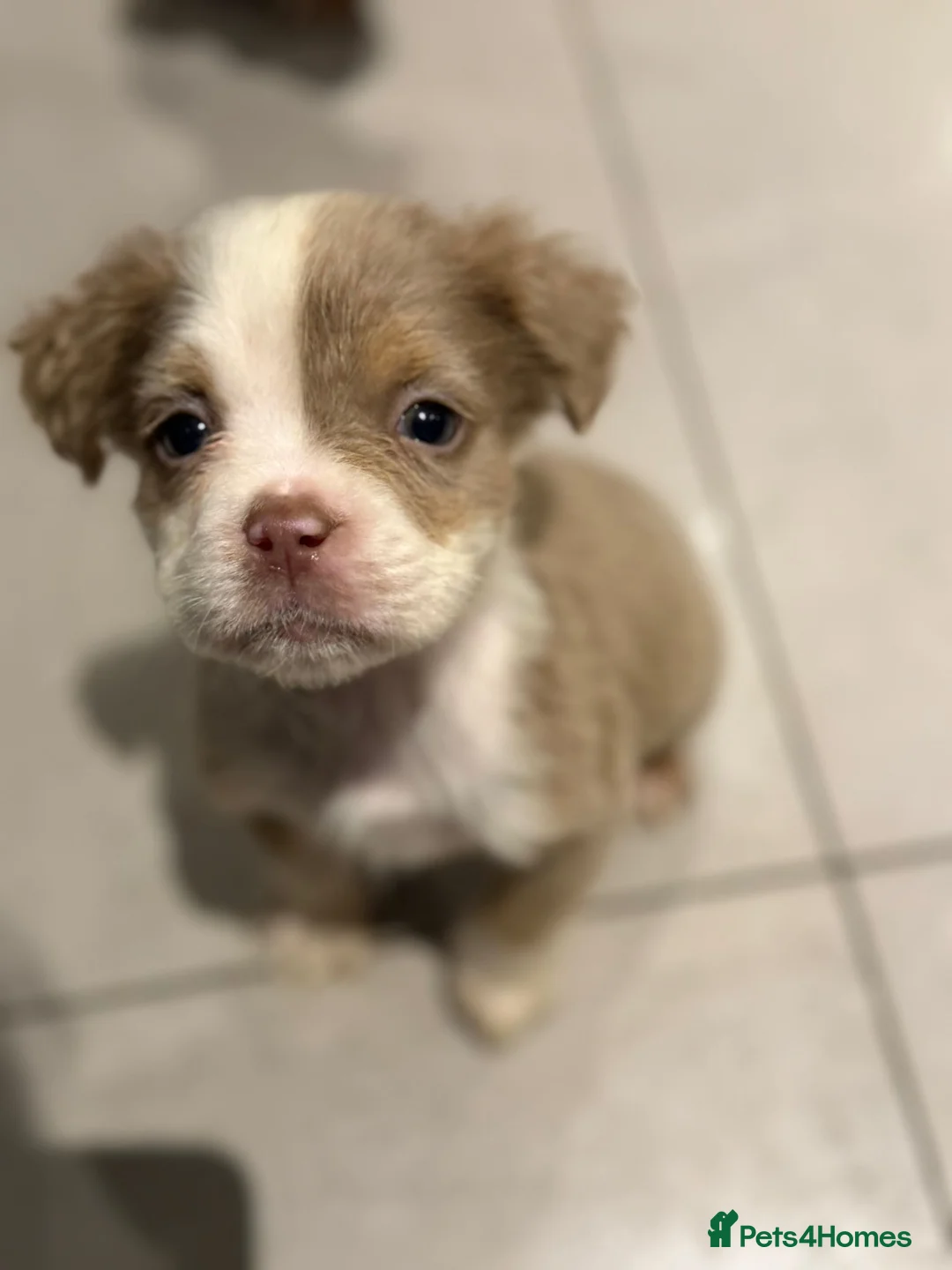 Old Tyme Bulldog dogs for sale: Olde English Fluffy bulldog puppies - Advert 23