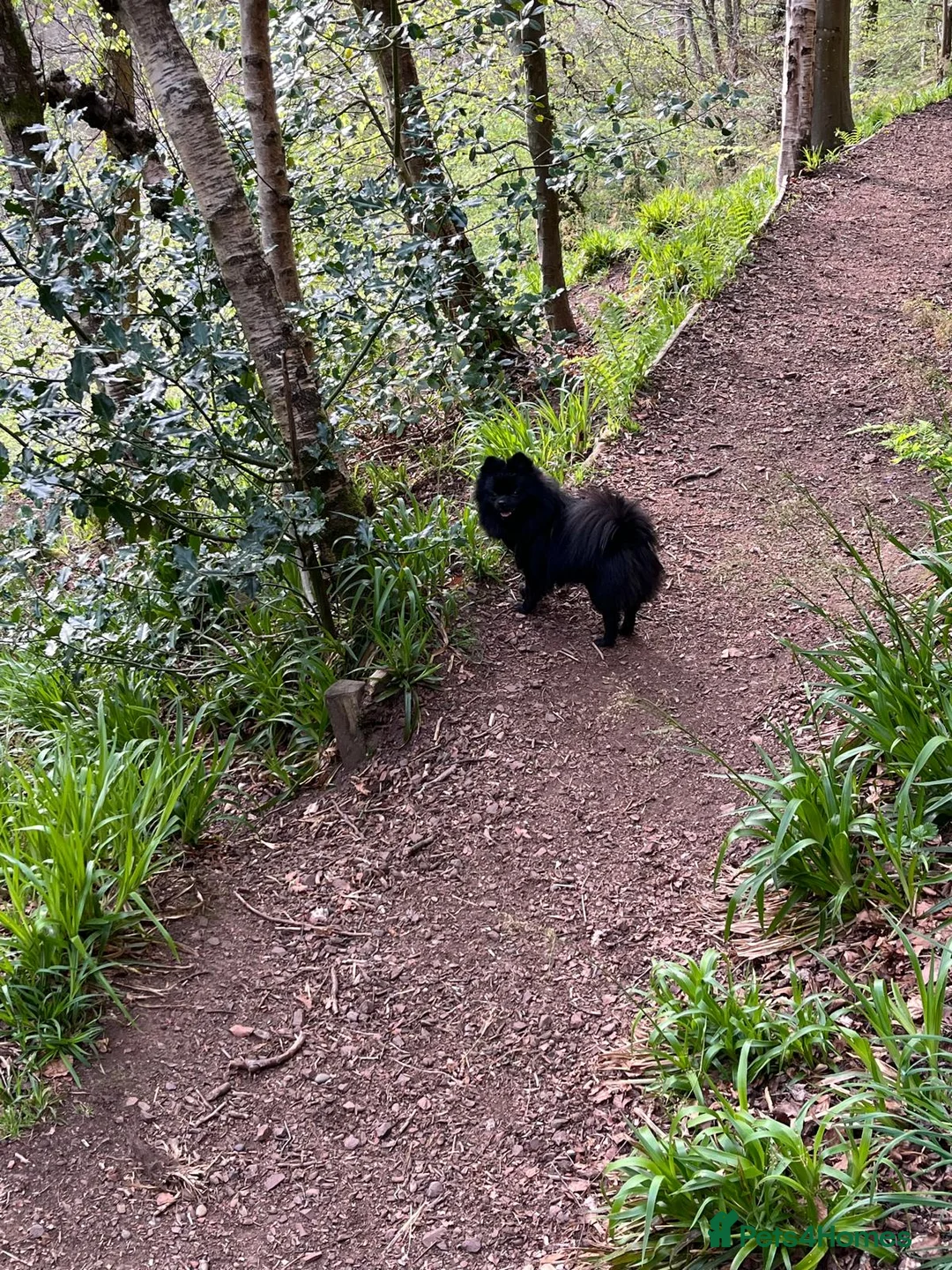 Pomeranian dogs for sale: Pominarian  - Advert 7