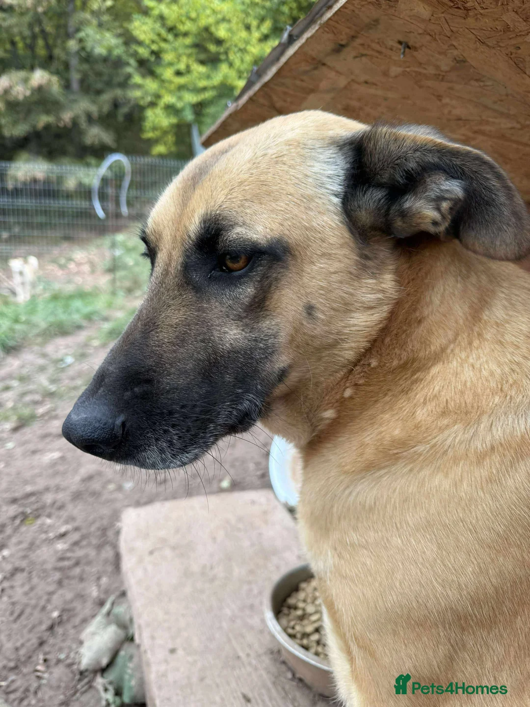 Mixed Breed dogs for adoption: Mara 💜 - Advert 3