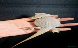 Bearded Dragon reptiles for sale: Pogona vitticeps + vitticeps/Barbata hybrids - Image 25
