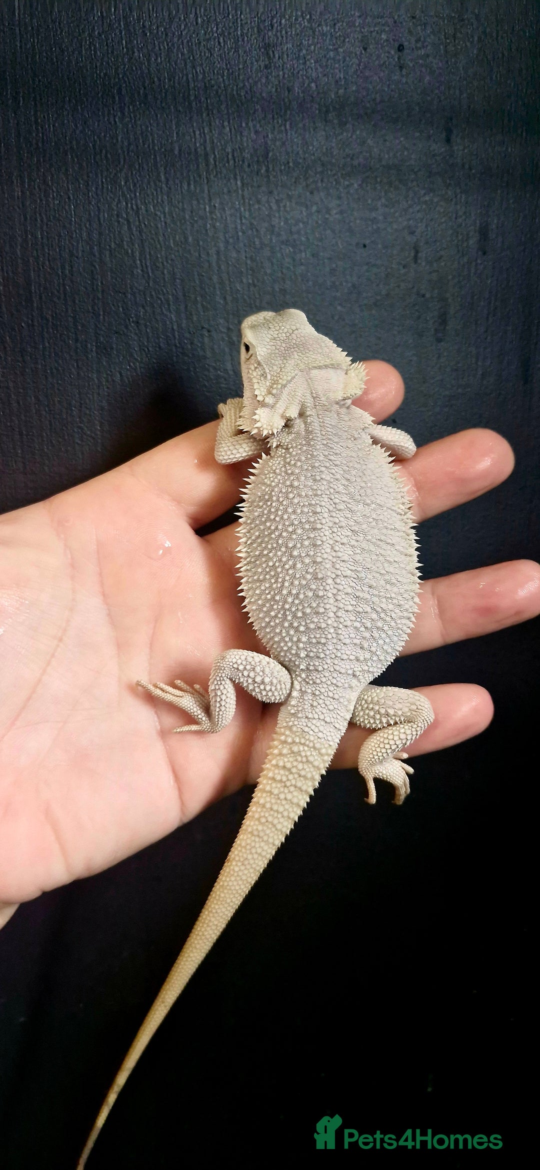 Bearded Dragon reptiles for sale: Pogona vitticeps + vitticeps/Barbata hybrids - Image 25