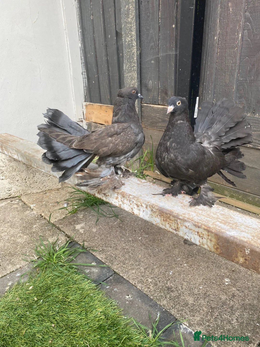 Pigeons birds for sale: Indian fantail  - Advert 10