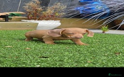 Dachshund dogs for sale: Beautiful Dachshund pups for sale  - Image 4