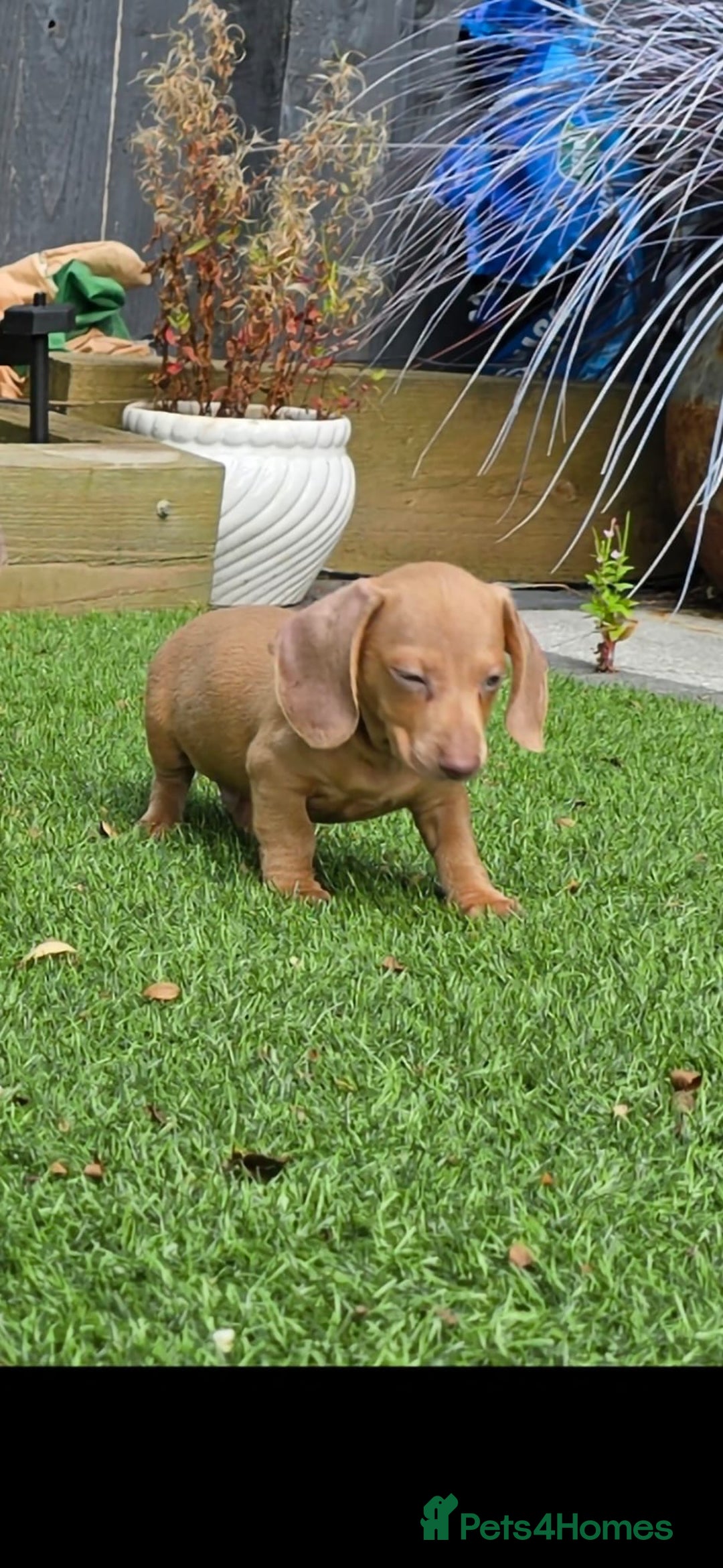 Dachshund dogs for sale: Beautiful Dachshund pups for sale  - Image 4