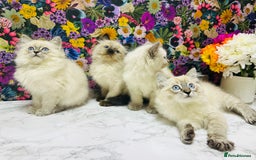 Ragdoll cats for sale: Beautiful Ragdoll Kittens  - Image 5