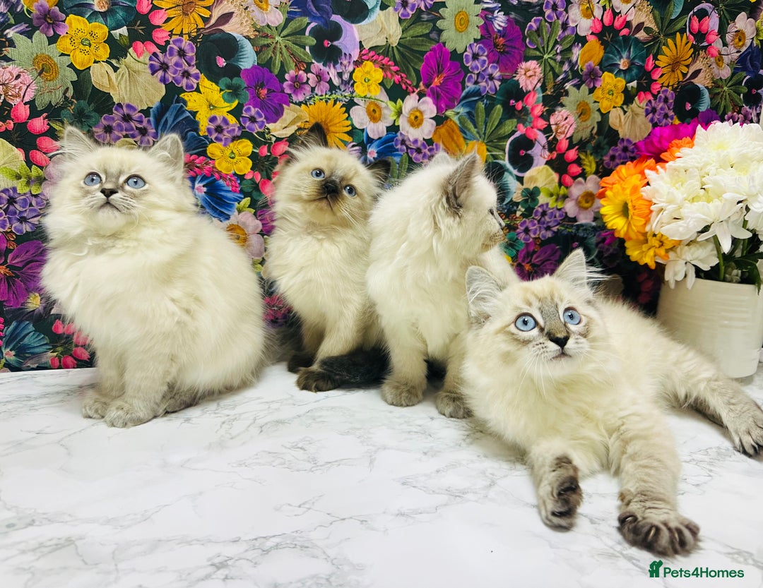 Ragdoll cats for sale: Beautiful Ragdoll Kittens  - Image 5