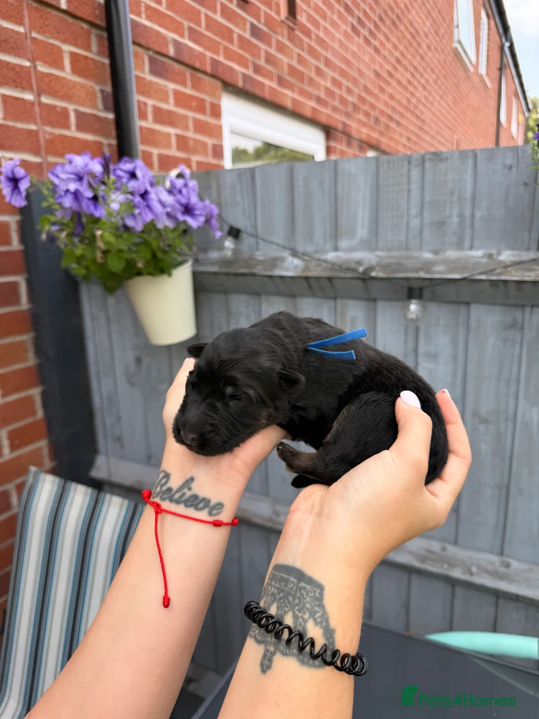 German Shepherd dogs for sale: KC Registered German Shepherd Puppies - Advert 26