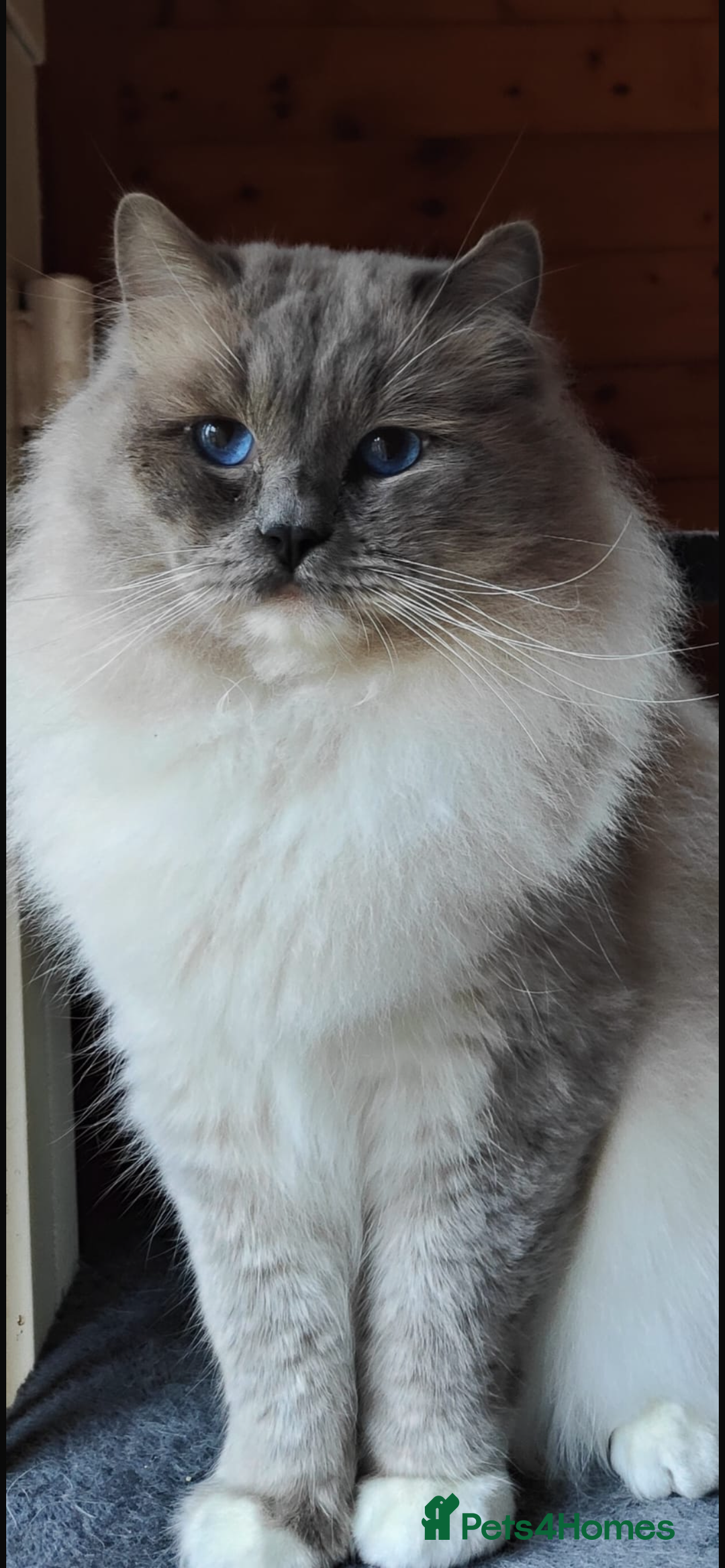 Ragdoll cats for sale: Seal Tabby Point & white Biocolour Ragdoll kittens - Advert 9