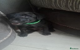 Patterdale Terrier dogs for sale: Patterdale pups - Image 9