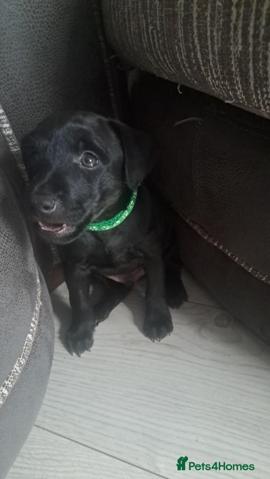Patterdale Terrier dogs for sale: Patterdale pups - Image 9