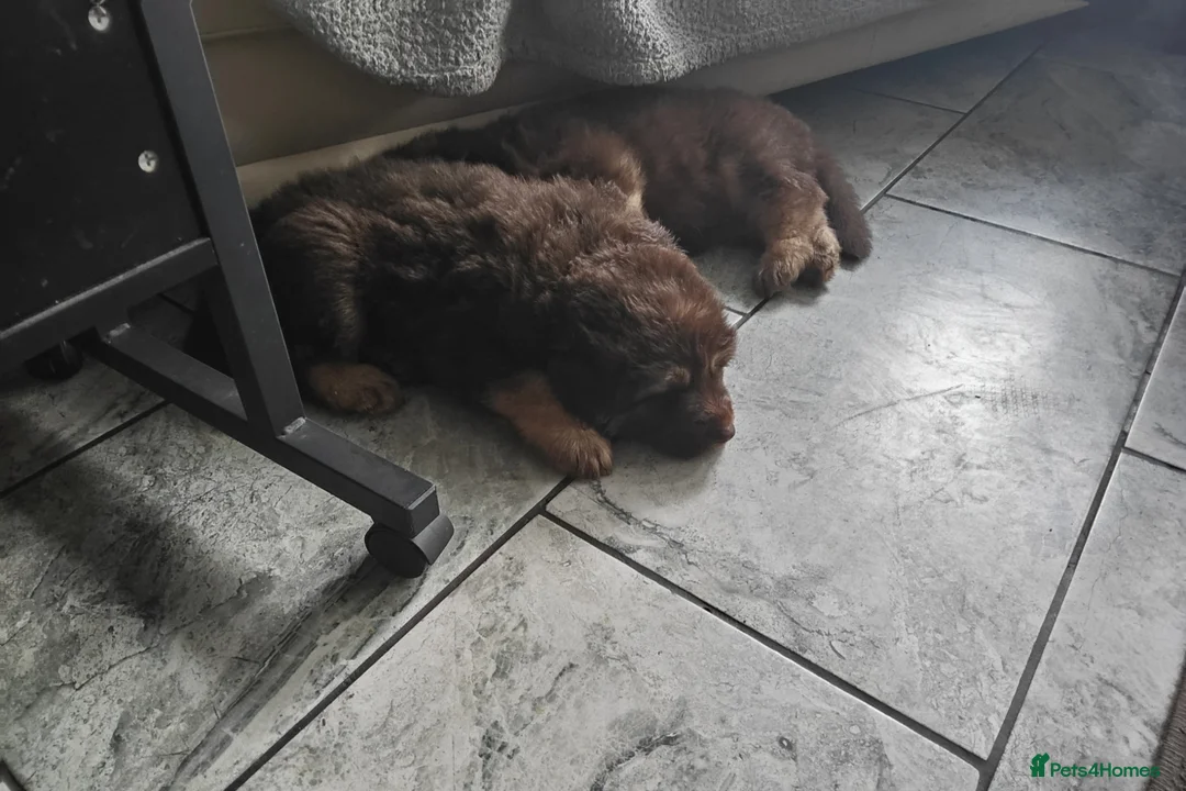 German Shepherd dogs for sale: German shepherd Isabella and black and tan - Advert 2