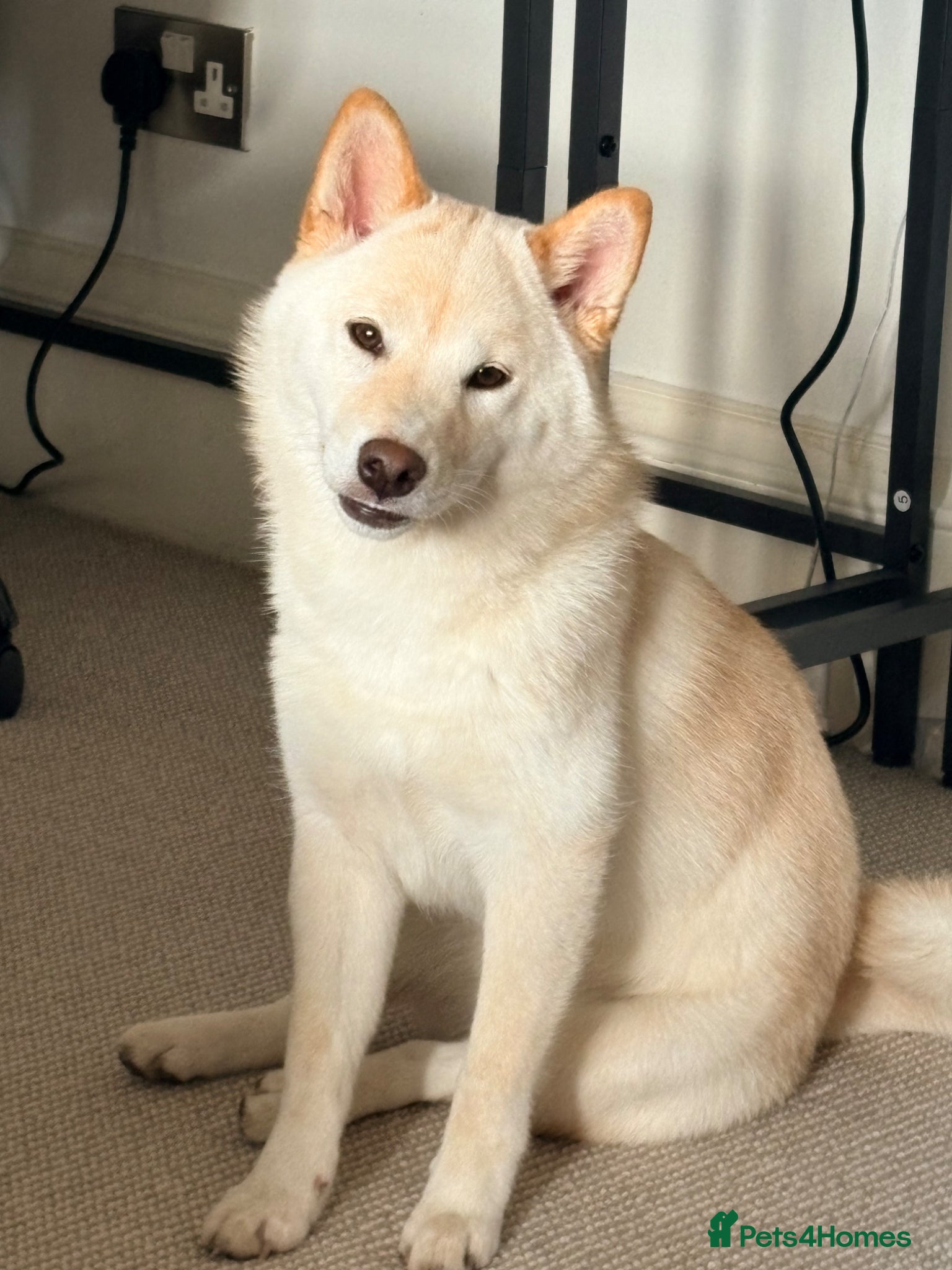 Japanese Shiba Inu dogs Champion Bloodline Shiba Inu Girl - Advert 6