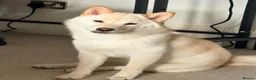 Japanese Shiba Inu dogs for sale: Champion Bloodline Shiba Inu Girl in Edinburgh - Advert 1