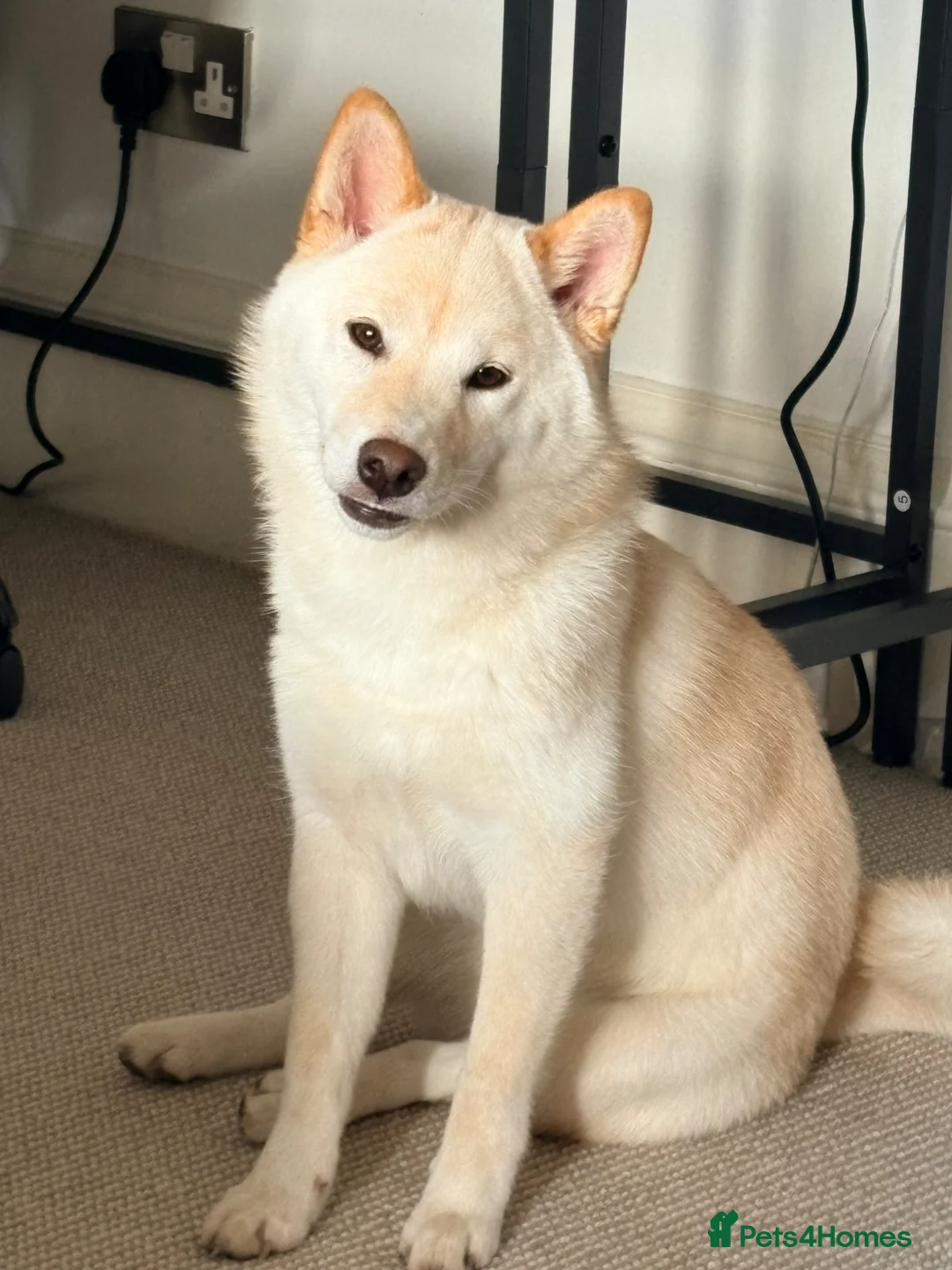 Japanese Shiba Inu dogs for sale: Champion Bloodline Shiba Inu Girl in Edinburgh - Advert 1