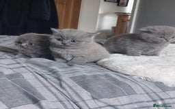 Scottish Fold cats for sale: **AVAILABLE NOW** Scottish fold kittens  - Image 2