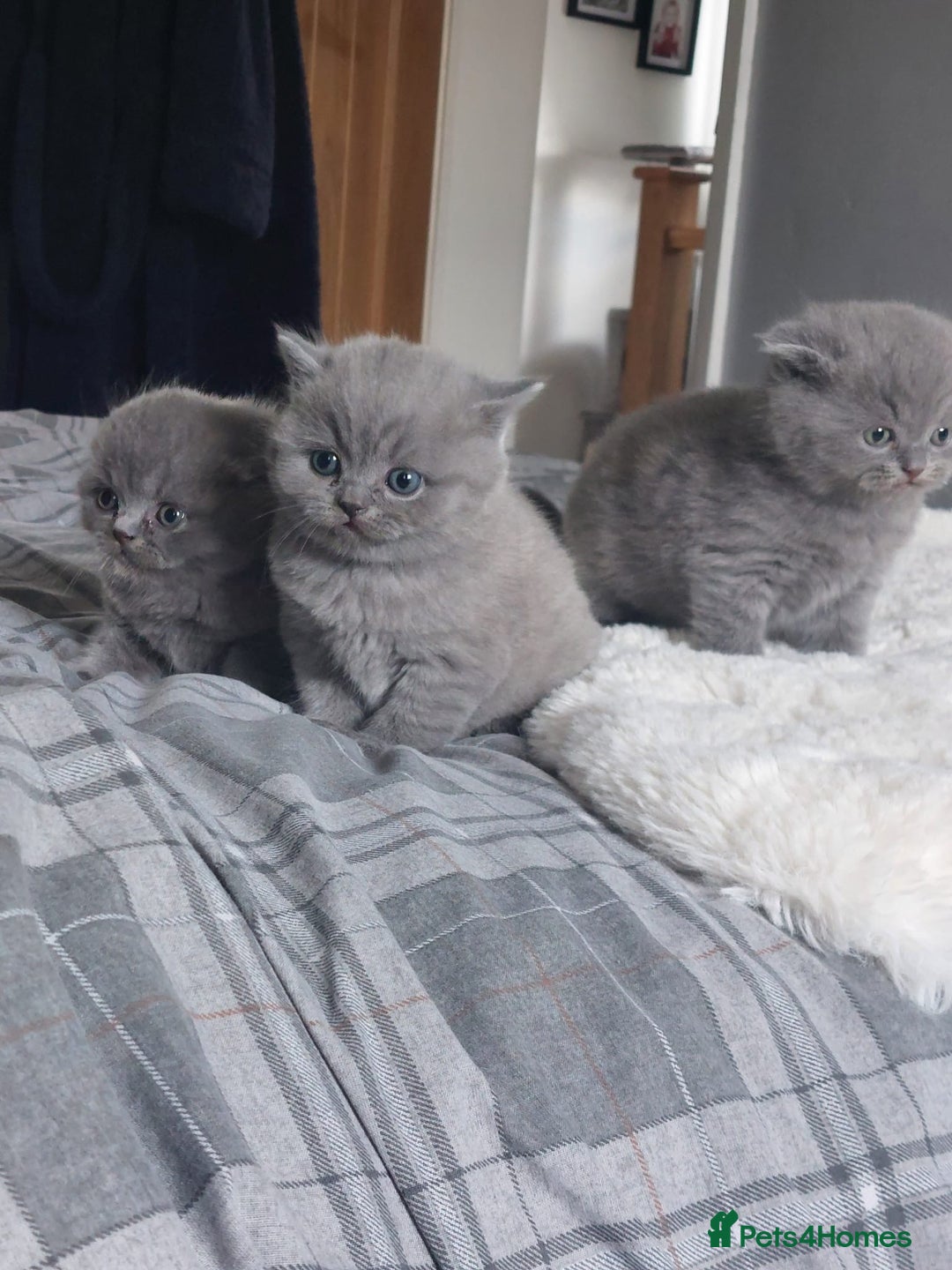 Scottish Fold cats for sale: **AVAILABLE NOW** Scottish fold kittens  - Image 2