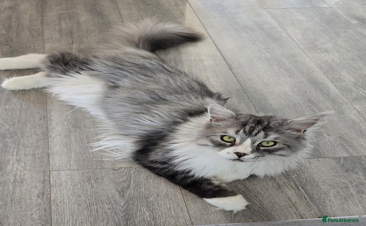 Maine Coon cats - Advert 4