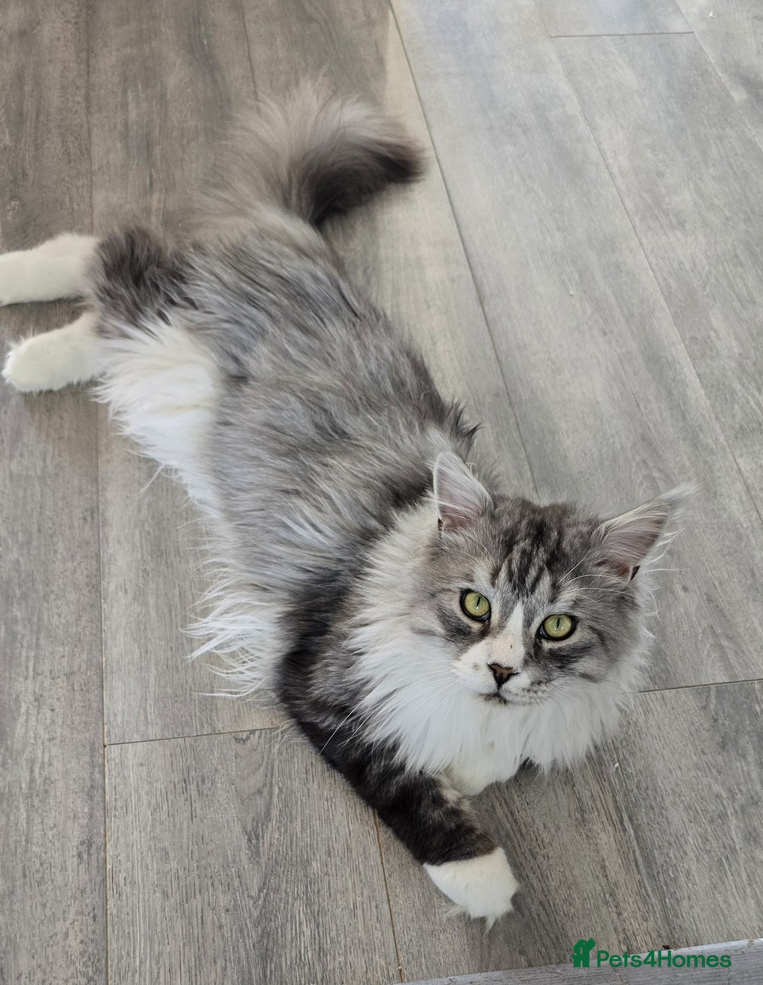 Maine Coon cats for sale: Selling my Stud Silver Maine-Coon Ozzy (5Year old) - Image 1